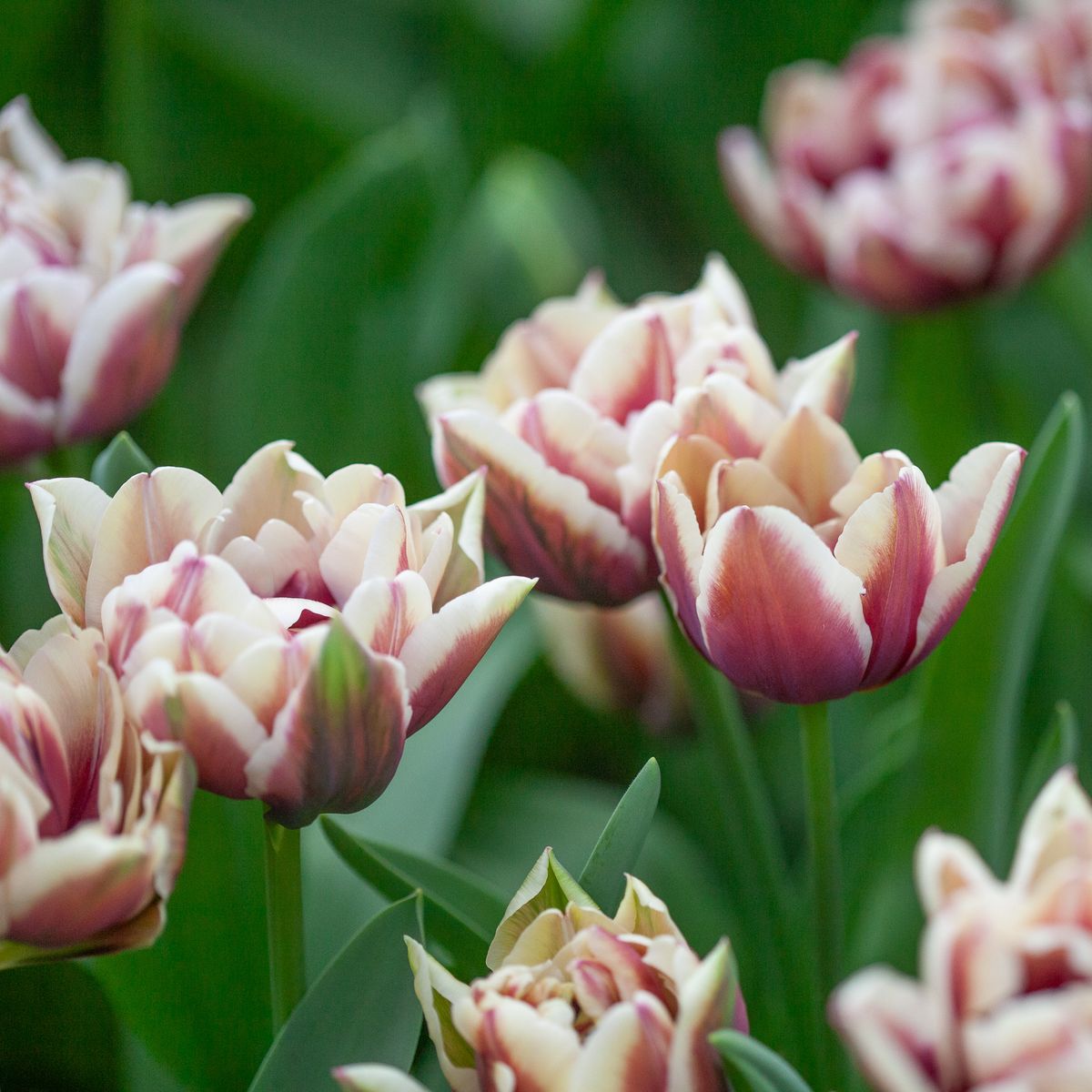Tulipan 'Wyndham', Sen dobbel' - 7 stk