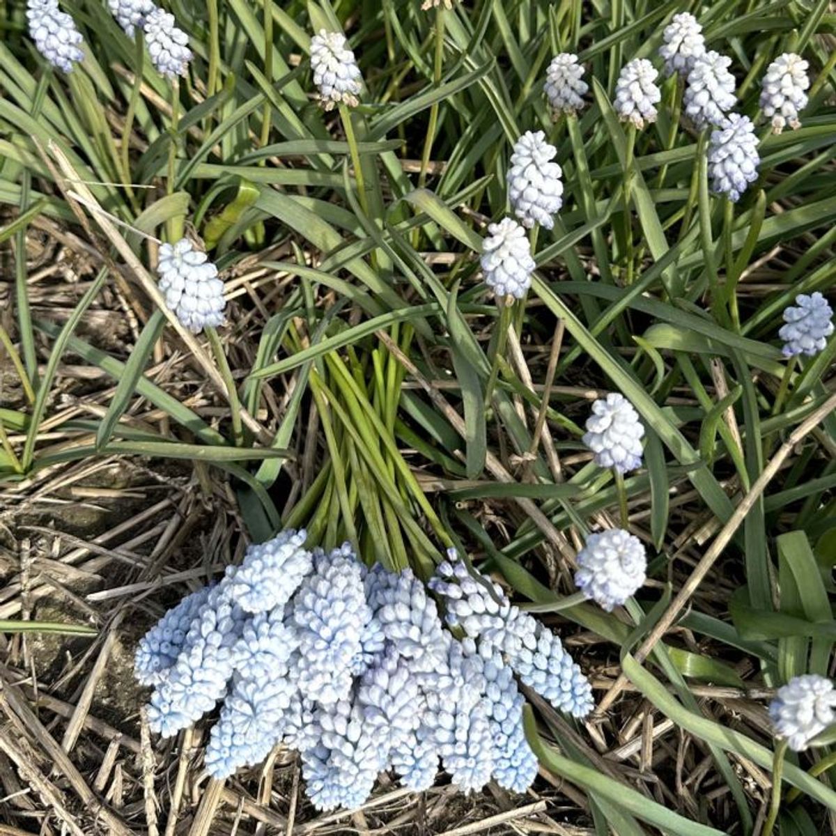 Perleblomst 'Baby's Breath' - 10 stk