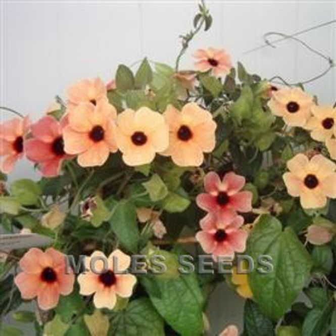 Hovedbilde Vingethunbergia 'African Sunset' - Thunbergia alata