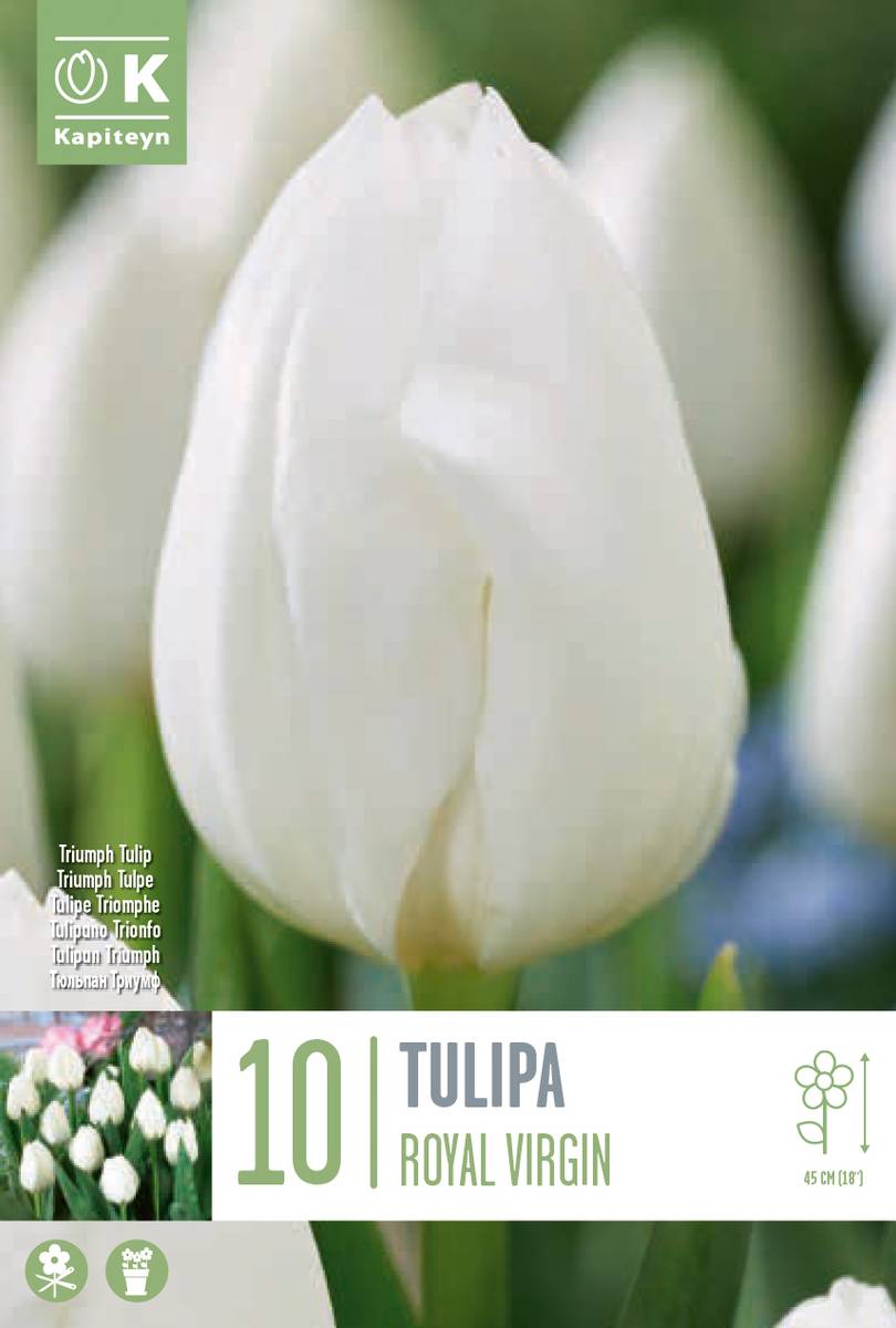 Tulipan 'Royal Virgin’, triumphtulipan - 10 stk