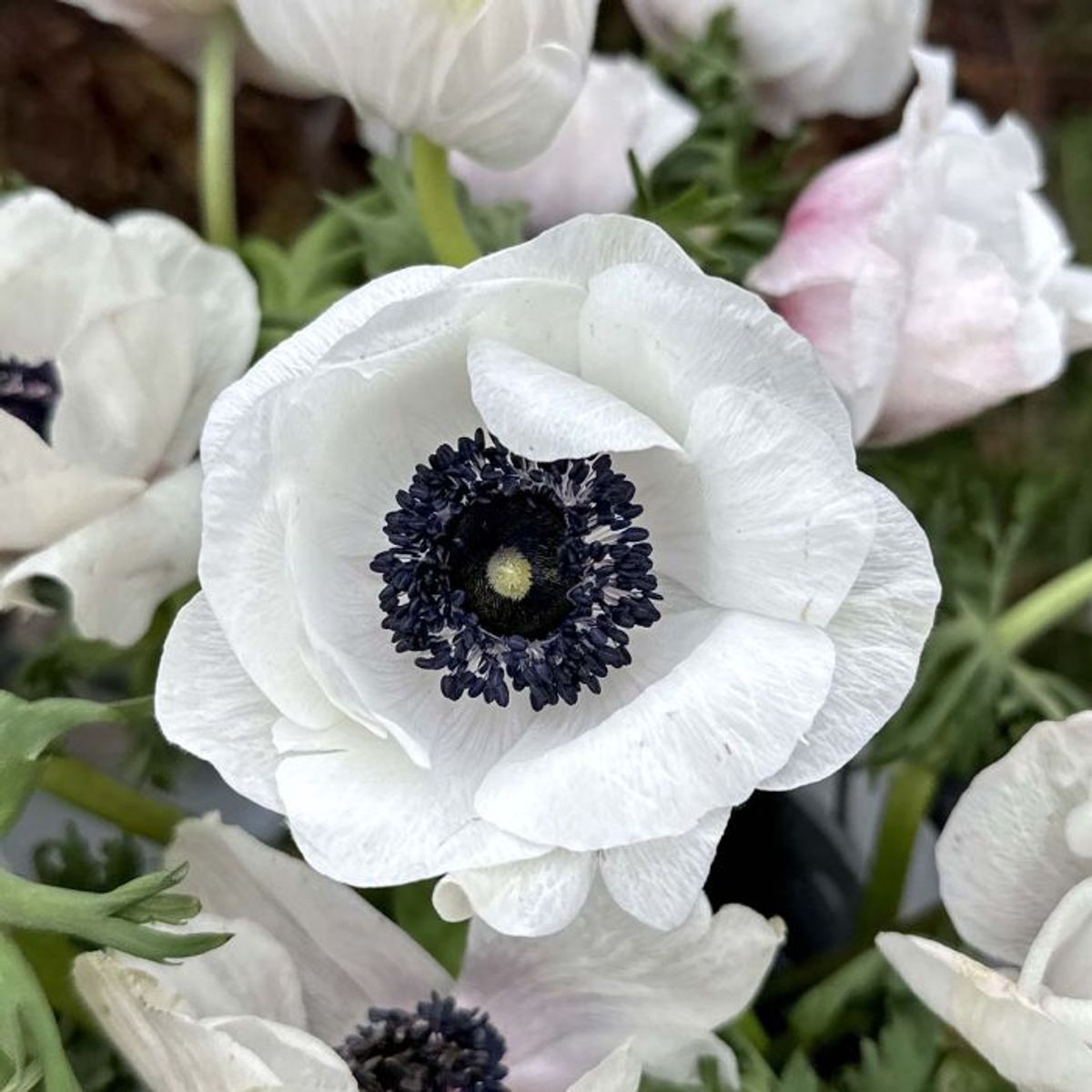 Kronsymre 'Mistral® Plus Panda Bianco' - Anemone coronaria, 7 stk