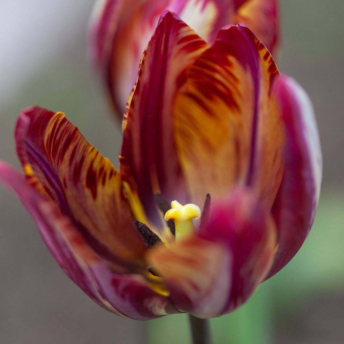 Historisk tulipan 'The Lizard’ - Tulipa - 1 stk