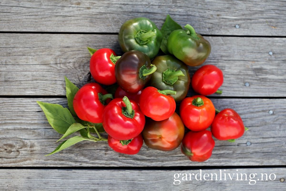 Paprika 'Topepo Rosso' - Capsicum annuum