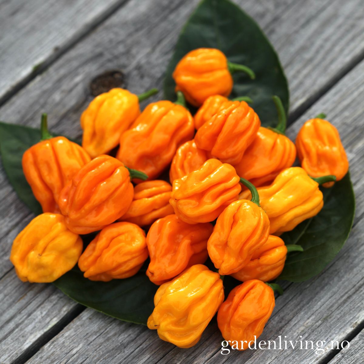 Chilipepper 'NuMex Suave Orange' - Capsicum chinense