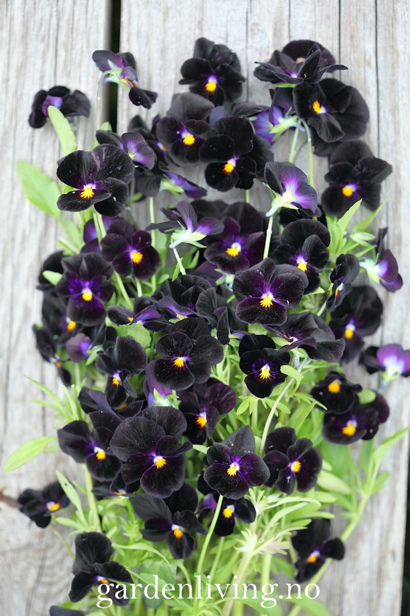 Stemorsblomst 'Back To Black', småblomstret - Viola x williamsii