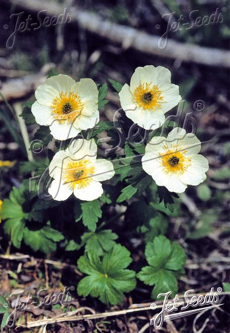 Hovedbilde Trollius laxus var. albiflorus
