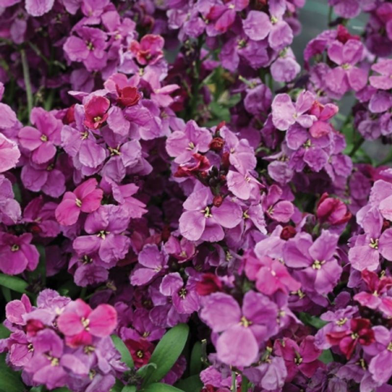Gyldenlakk 'Sugar Rush Purple' F1 - Erysimum cheiri 