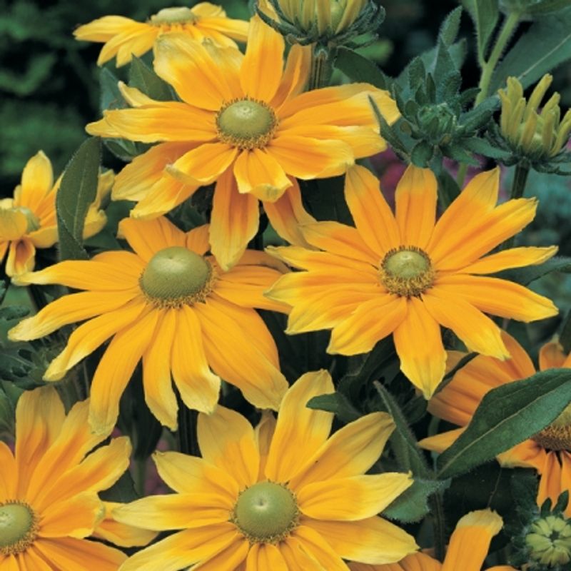 Lodnesolhatt 'Prairie Sun’ - Rudbeckia hirta