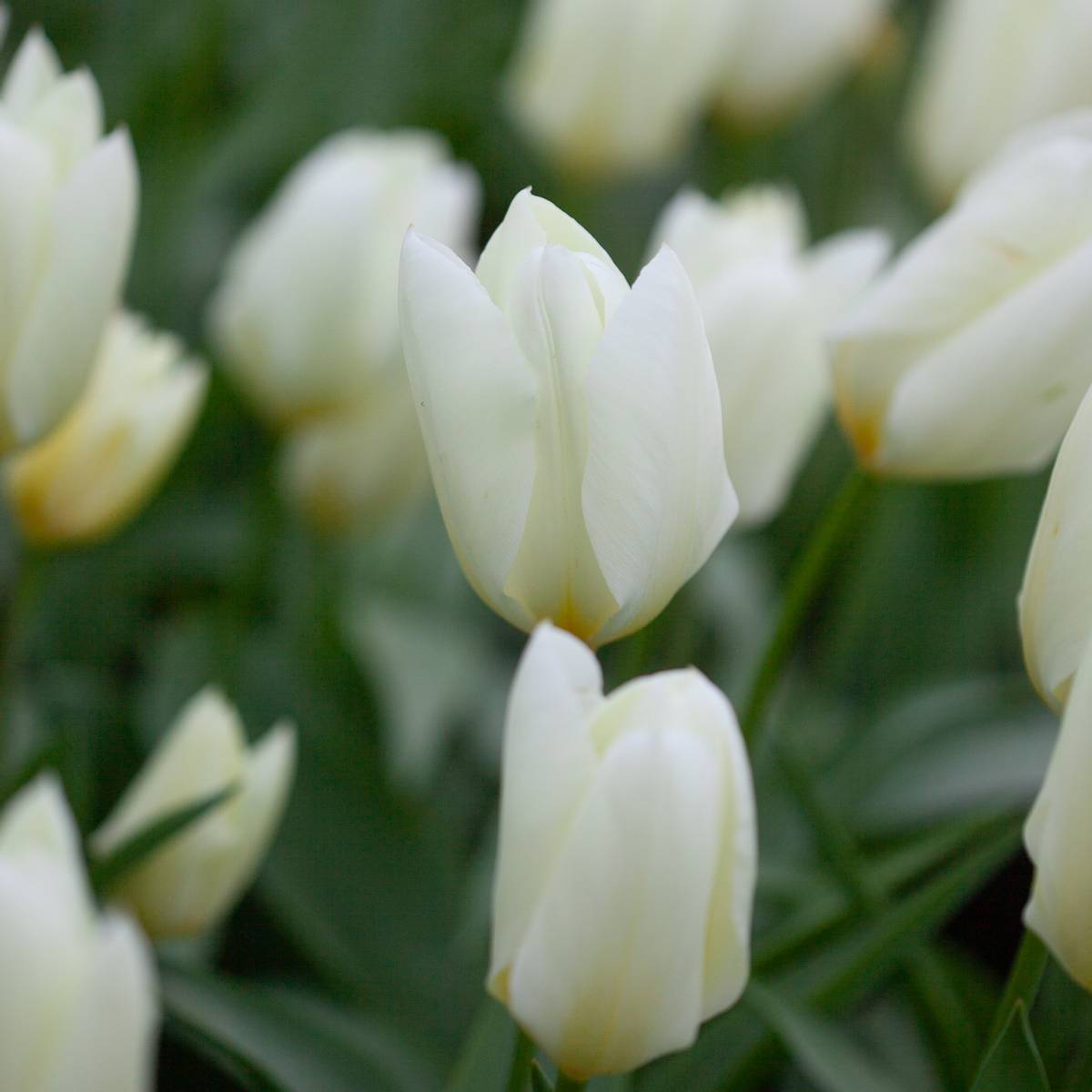 Tulipan 'Purissima', triumphtulipan - 10 stk