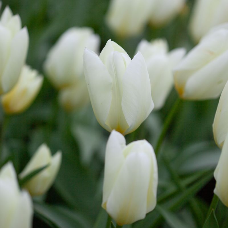 Tulipan 'Purissima', triumphtulipan - 10 stk