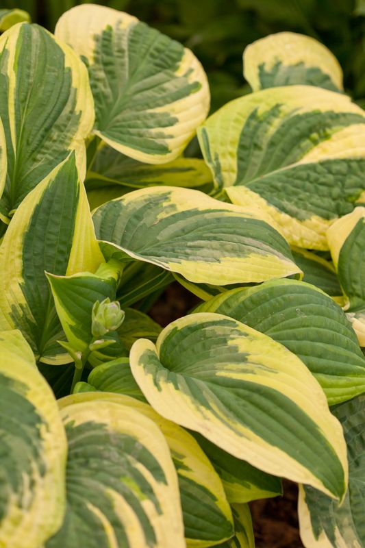 Hosta 'Wide Brim'
