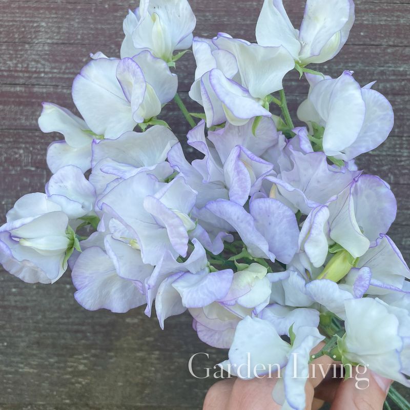 Blomsterert 'Albutt Blue' - Lathyrus odoratus 