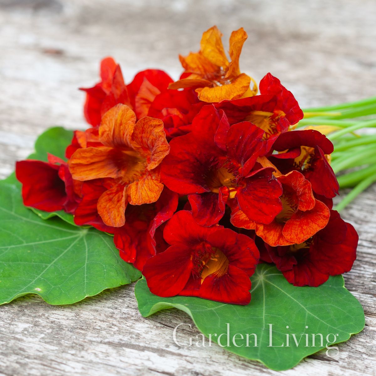 Blomkarse 'Mahogany Gleam' - Tropaeolum majus