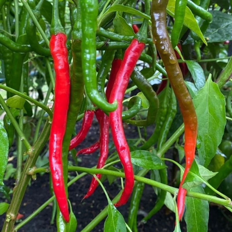 Chilipepper 'Vindaloo' - Capsicum annuum