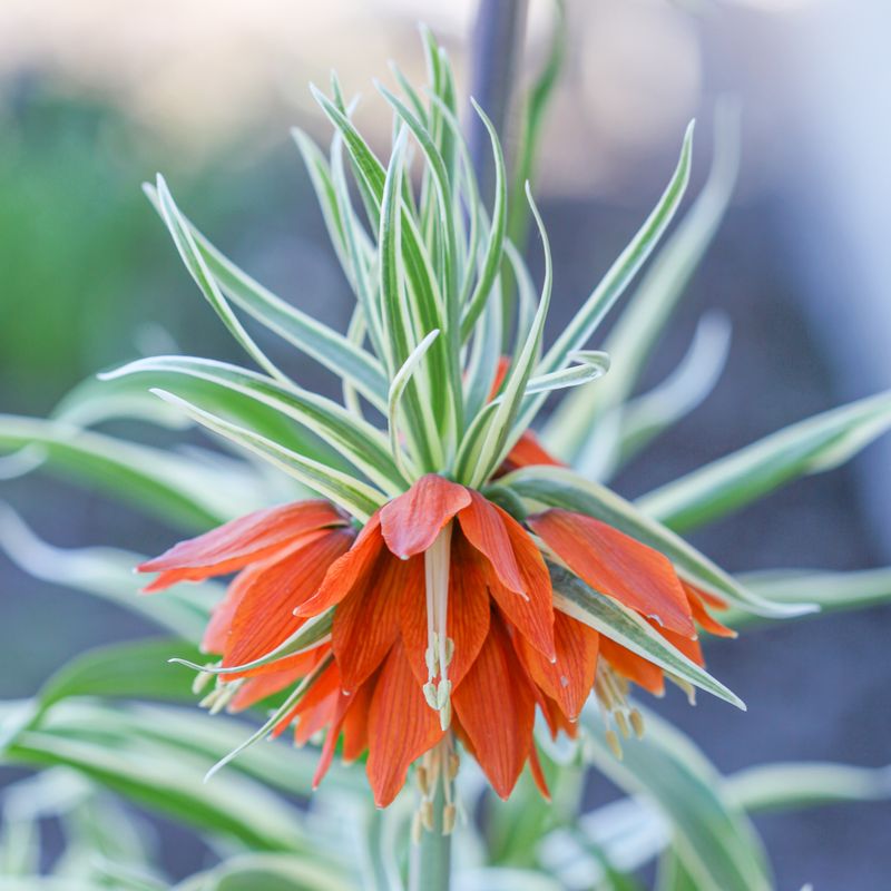 Keiserkrone ’Argenteovariegata’ - Fritillaria imperiali - 1 stk