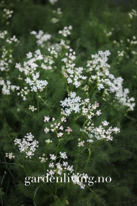 Hovedbilde Bjørnerot / Karriplante - Meum athamanticum