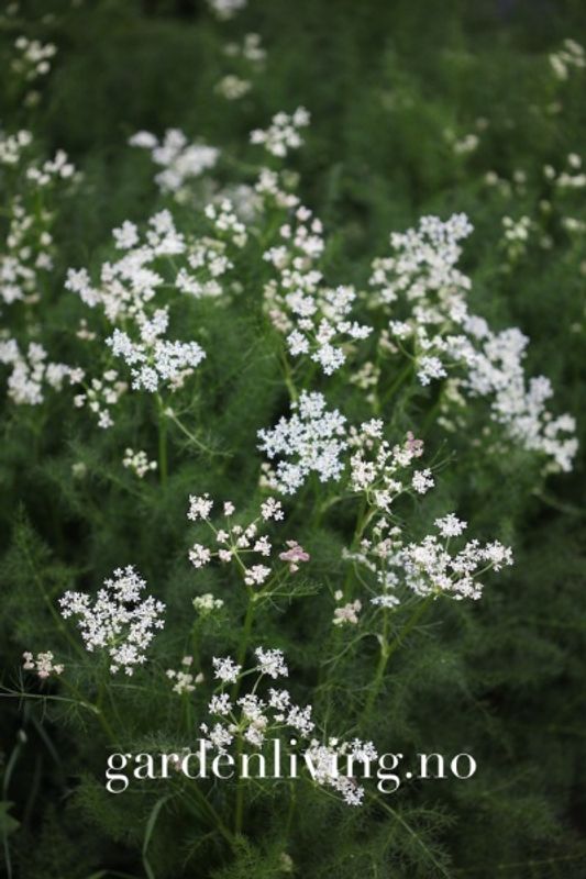 Bjørnerot / Karriplante - Meum athamanticum