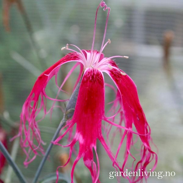 Hovedbilde Silkenellik 'Beard Red' - Dianthus superbus