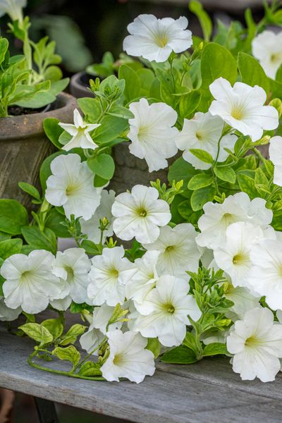 Hovedbilde Petunia 'Opera Supreme White' F1 mini