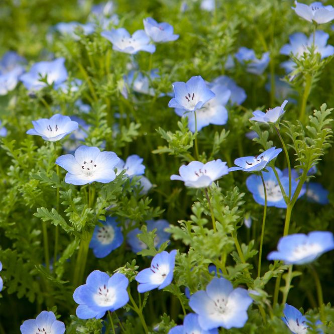 Hovedbilde Blåøye 'Baby Blue Eyes’ - Nemophila insignis