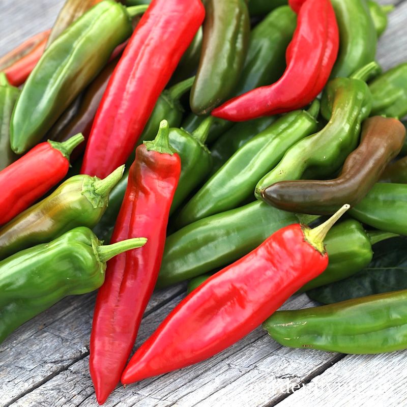 Chilipepper 'Anaheim' - Capsicum annuum