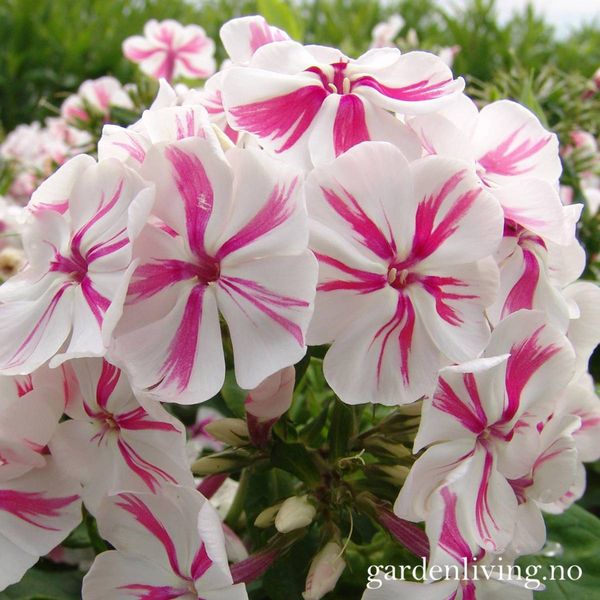 Hovedbilde Høstfloks 'Twister' - Phlox paniculata
