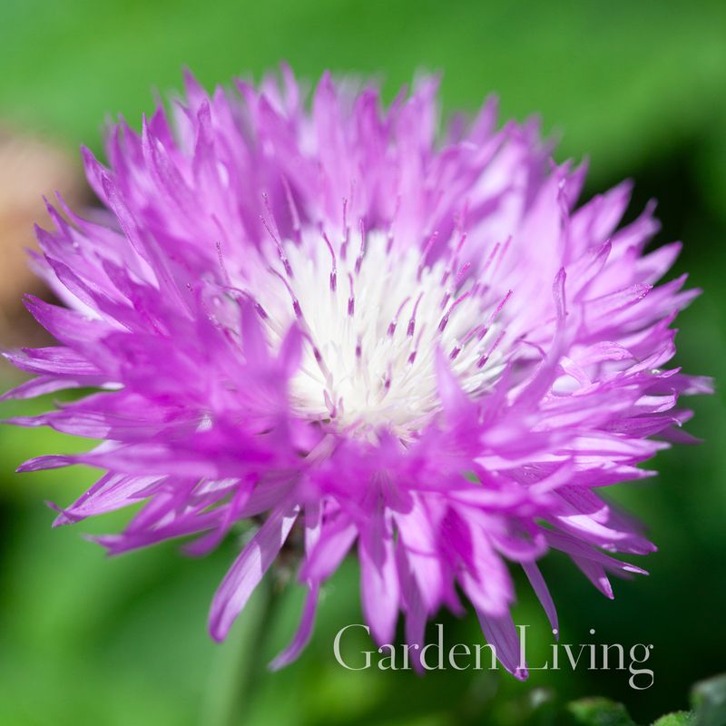 Knoppurt 'John Coutts' - Centaurea hypoleuca