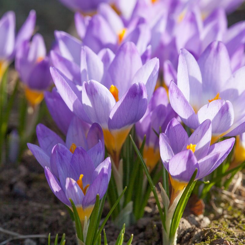 Gresk krokus 'Tricolor' - Crocus sieberi - 15 stk