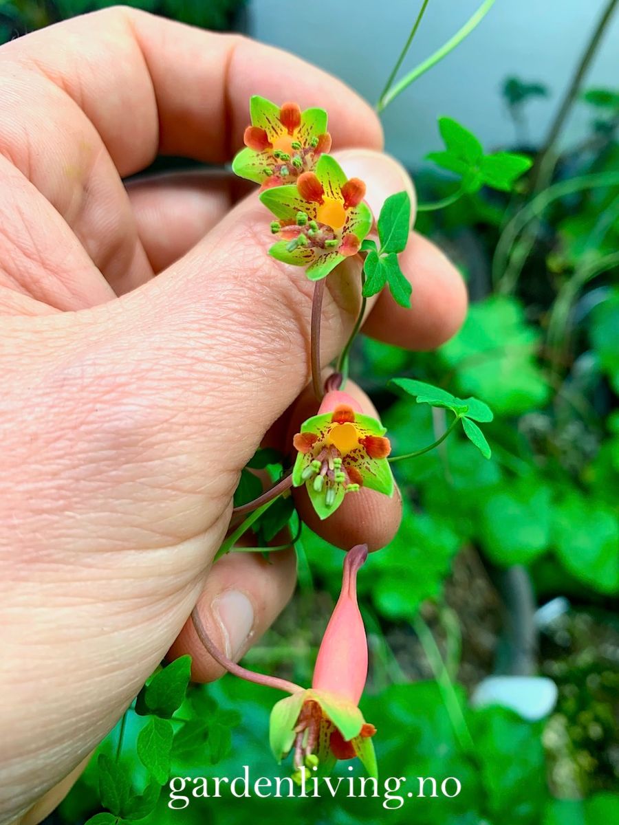 Tropaeolum pentaphyllum - 1 stk