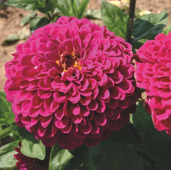 Hovedbilde Breisinnia 'Tudor' - Zinnia elegans