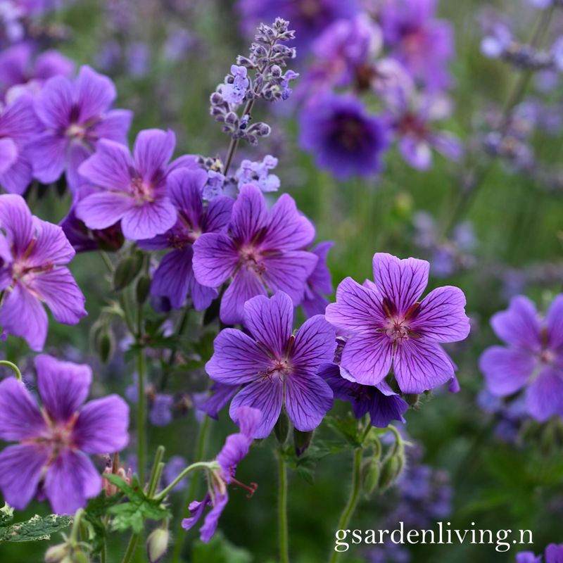 Julistorkenebb 'Rosemoor' - Geranium x magnificum 
