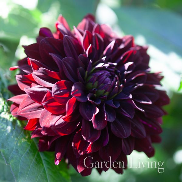 Hovedbilde Georgine 'Black Pearl' - Dahlia x cultorum, 1 stk.