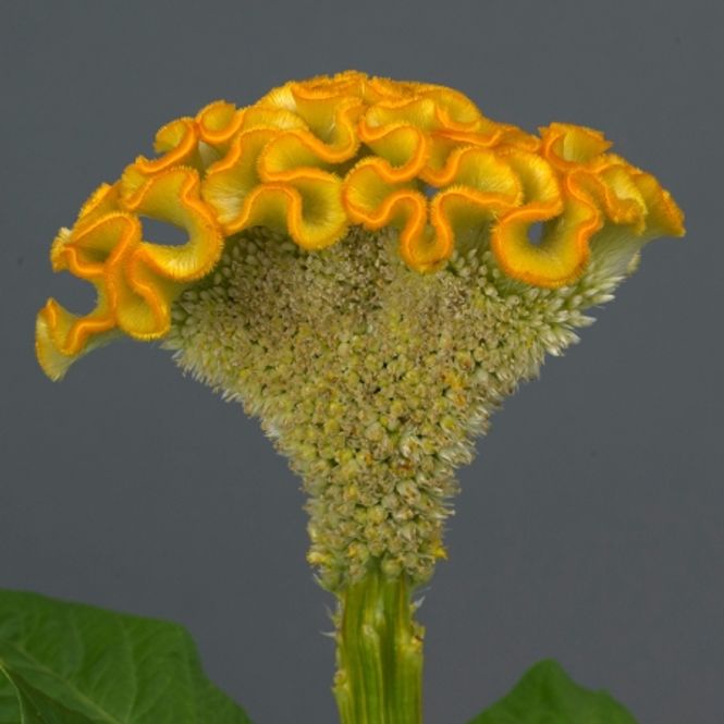 Hovedbilde Hanekam 'Neo Gold' - Celosia argentea cristata
