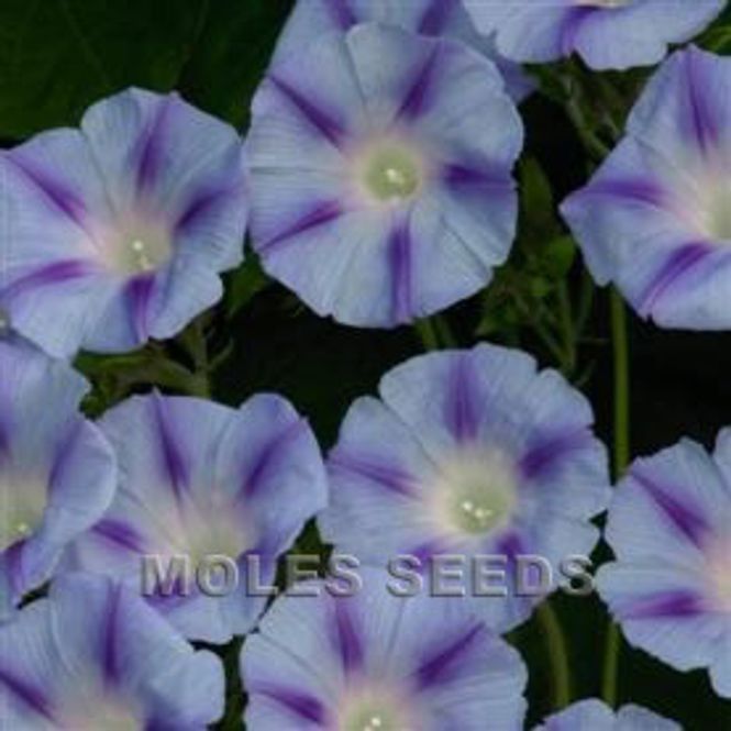 Hovedbilde Purpurvindel 'Blue Jay' - Ipomoea purpurea