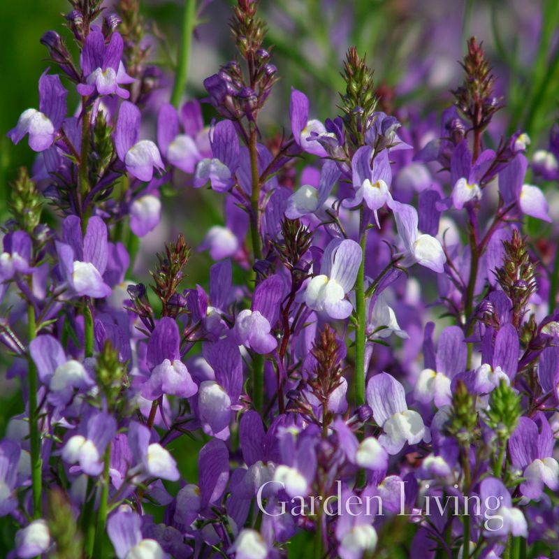 Sommertorskemunn 'Licilia Azure' - Linaria x versicolor