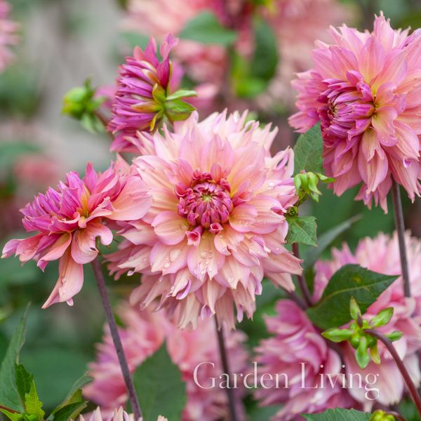 Hovedbilde Georgine 'La Belle Epoque' - Dahlia x cultorum, 1 stk.