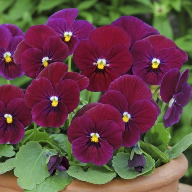 Hovedbilde Stemorsblomst 'Carmine Rose' F1, småblomstret - Viola x ...