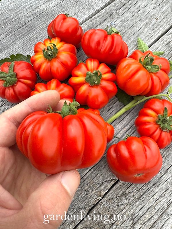 Drivhustomat 'Costoluto Di Parma', biff - Lycopersicon lycoper