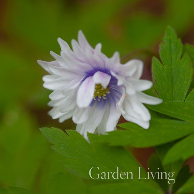 Hovedbilde Hvitveis 'Blue Eyes' - Anemone nemorosa - 1 stk