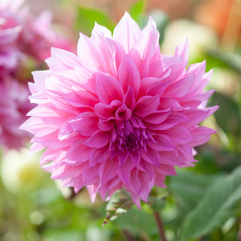 Georgine 'Cafe au Lait Rose - Dahlia x cultorum, 1 stk.