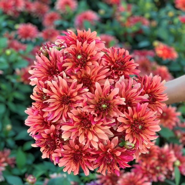 Hovedbilde Georgine 'Gallery Art Deco, lav - Dahlia x cultorum, 1 stk.