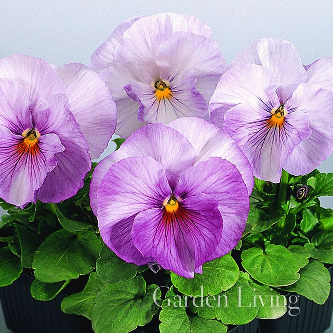 Hovedbilde Stemorsblomst 'Inspire Lilac' F1 - Viola x wittrockiana