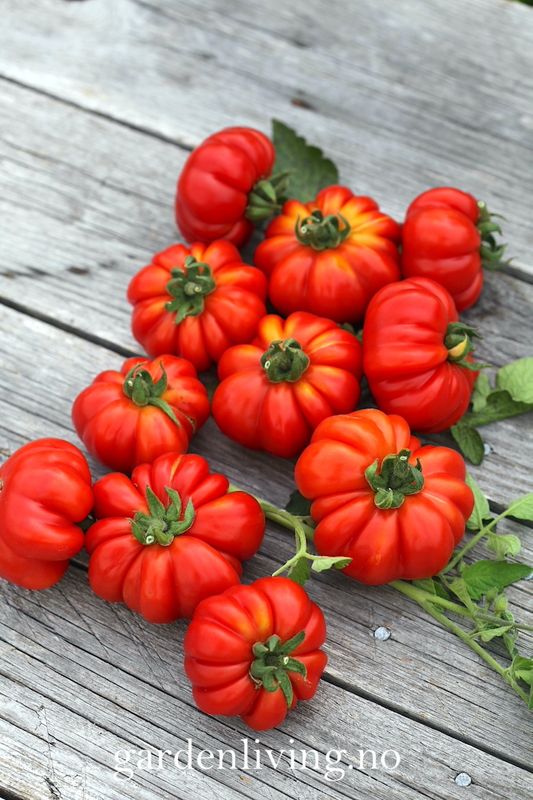 Drivhustomat 'Costoluto Di Parma', biff - Lycopersicon lycoper