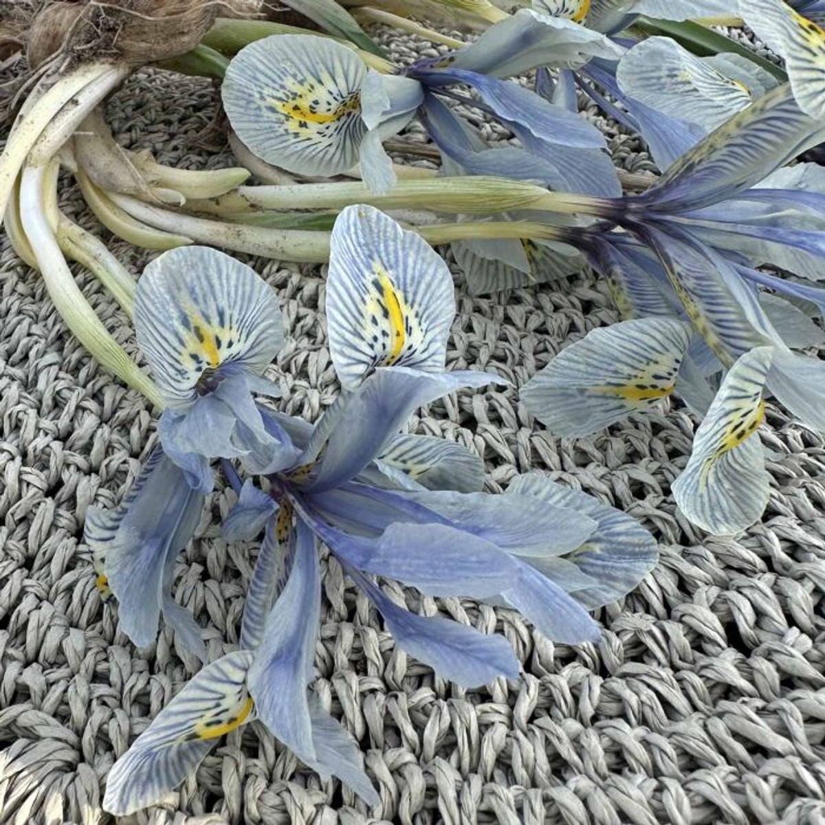 Våriris 'Katharine Hodgkin’ - Iris - 10 stk