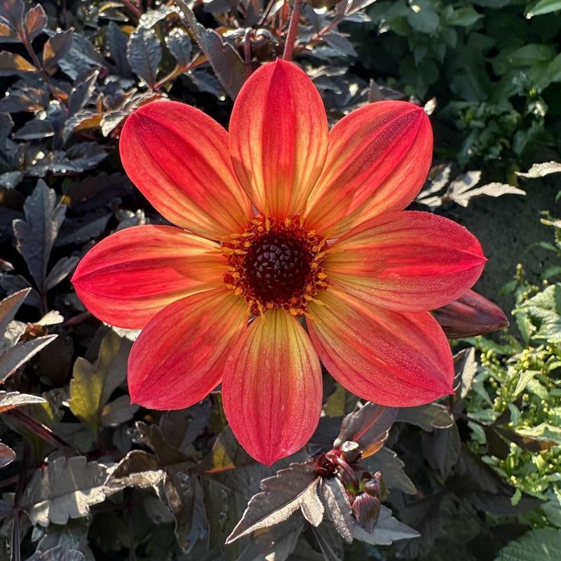 Georgine 'Happy Single Flame' - Dahlia x cultorum, 1 stk. - lav