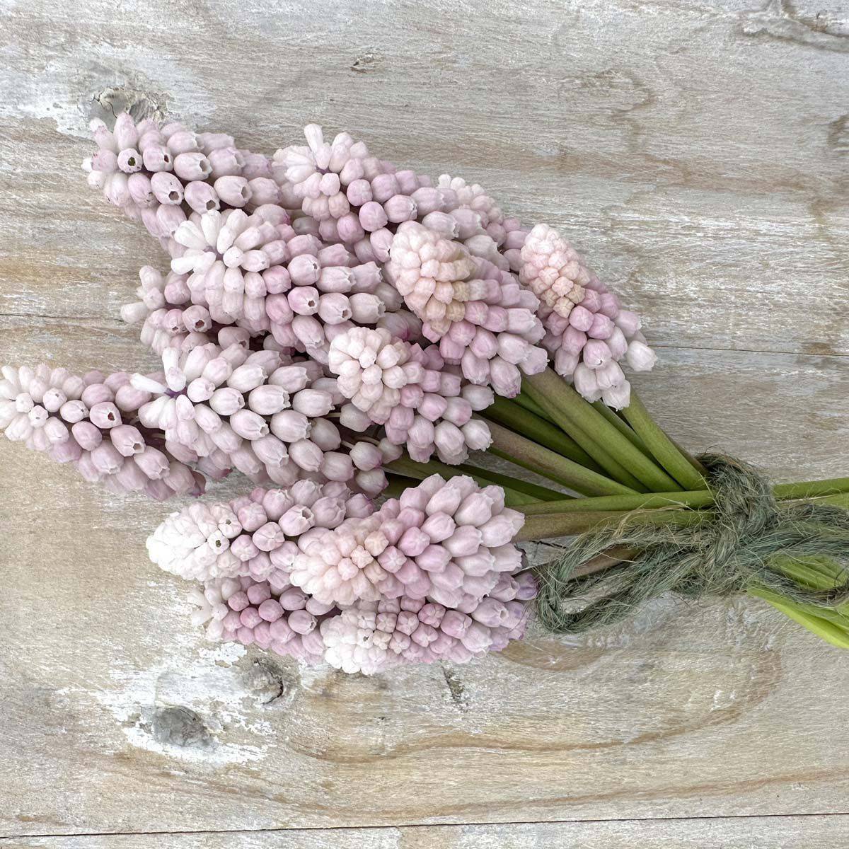 Perleblomst 'Pink Sunrise' - 10 stk