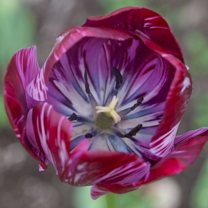 Hovedbilde Historisk tulipan 'Lady Catherine Gordon - Tulipa - 1 stk